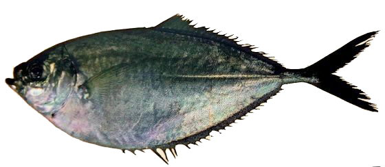 Chloroscombrus chrysurus_10